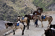 Objetivo 100 to 400
Caballos para llegar a la base de Gunung Bromo Java
Java
JAVA
Foto: 17685