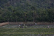Objetivo 100 to 400
Cultivos de legumbres en Sempol  Java
Java
JAVA
Foto: 17684