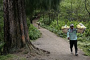 Volcan Kawah Ijen, Java, Indonesia