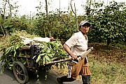 Meseta de Ijen, Java, Indonesia