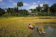 Suaya, Sulawesi, Indonesia