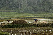 Objetivo 100 to 400
Arrozales entre Kete Kesu y Buka Tana Toraja Sulawesi
Sulawesi
SULAWESI
Foto: 17635