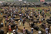 Rantepao, Sulawesi, Indonesia