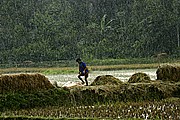 Objetivo 100 to 400
Arrozales entre Kete Kesu y Buka Tana Toraja Sulawesi
Sulawesi
SULAWESI
Foto: 17623