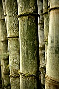 Babu Tana Toraja, Sulawesi, Indonesia