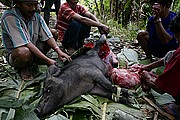 Buka Tana Toraja, Sulawesi, Indonesia