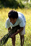 Suaya, Sulawesi, Indonesia