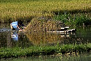 Suaya, Sulawesi, Indonesia