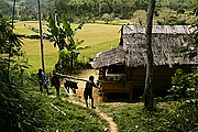 Buka Tana Toraja, Sulawesi, Indonesia