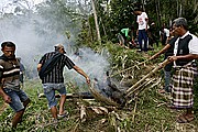 Buka Tana Toraja, Sulawesi, Indonesia