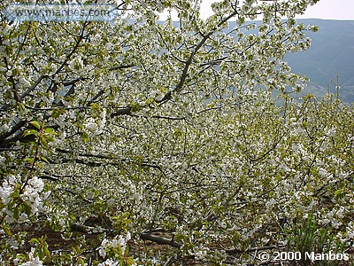Cerezos en flor