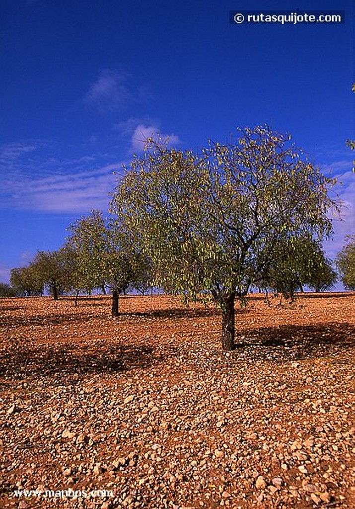 Rada de Haro
Cuenca