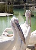 Camara Canon EOS 20D
Pelicanos en el Oceanografic
Jose Luis Lopez Gonzalez
VALENCIA
Foto: 10037