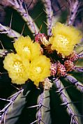 Camara Ricoh
Cactus en el Jardín de Catus. Lanzarote
Miguel Alberich
LANZAROTE
Foto: 17101