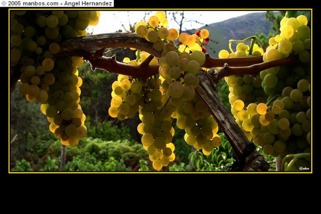 Sierra de Gata
Manzanilla cacereña
Caceres