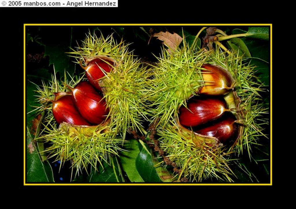 Acebo
Centinelas de otoño
Cáceres