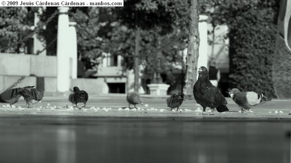 Sevilla
Libro olvidado.
Sevilla