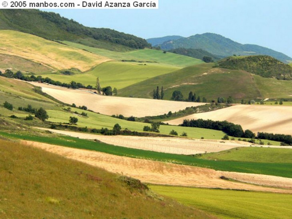 Comarca Pamplona
Campos Sembrados
Navarra