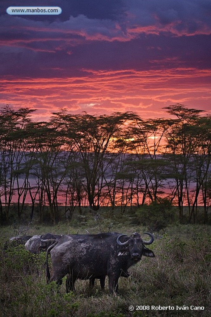 Nakuru
Nakuru
Nakuru