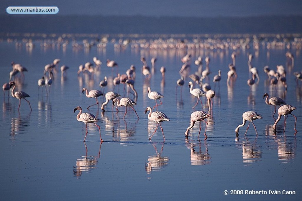 Nakuru
Nakuru
Nakuru