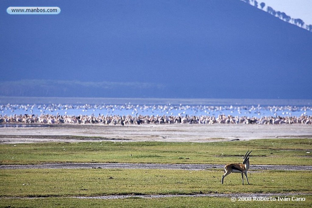 Nakuru
Nakuru
Nakuru