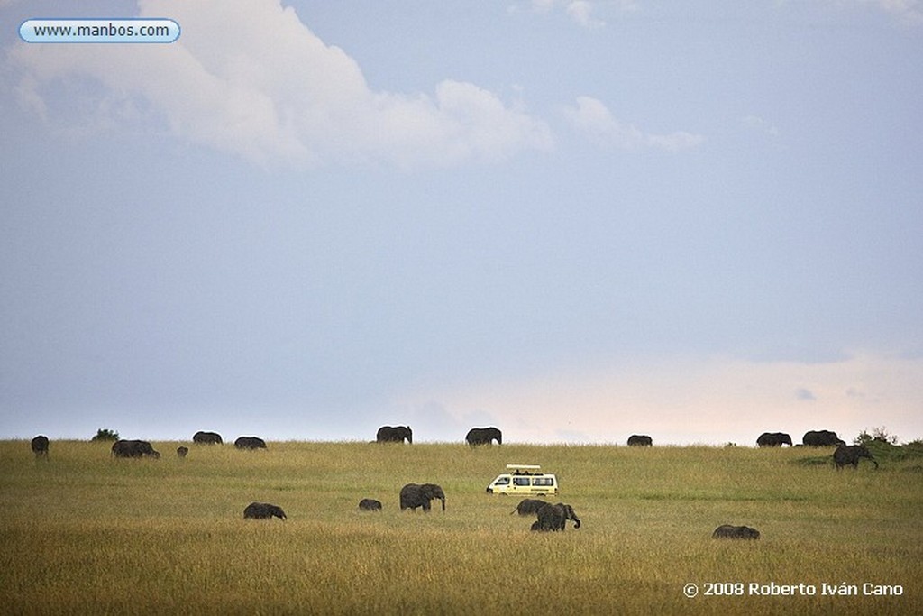 Massai Mara
Massai Mara
Massai Mara