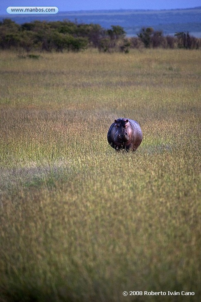 Massai Mara
Massai Mara
Massai Mara