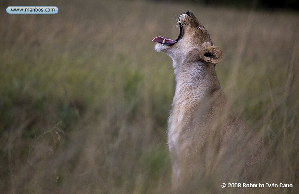 Massai Mara
Massai Mara
Massai Mara