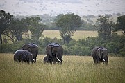 Massai Mara, Massai Mara, Kenia