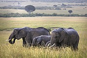 Massai Mara, Massai Mara, Kenia