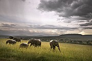 Massai Mara, Massai Mara, Kenia