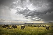 Massai Mara, Massai Mara, Kenia