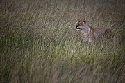 Massai Mara, Massai Mara, Kenia