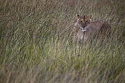 Massai Mara, Massai Mara, Kenia