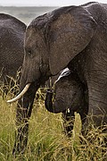 Massai Mara, Massai Mara, Kenia