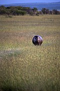 Massai Mara, Massai Mara, Kenia