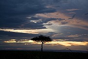 Massai Mara, Massai Mara, Kenia