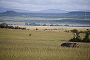 Massai Mara, Massai Mara, Kenia