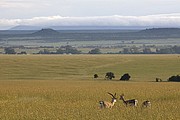 Massai Mara, Massai Mara, Kenia