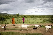 Massai Mara, Massai Mara, Kenia