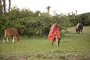 Massai Mara, Massai Mara, Kenia