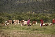 Massai Mara, Massai Mara, Kenia