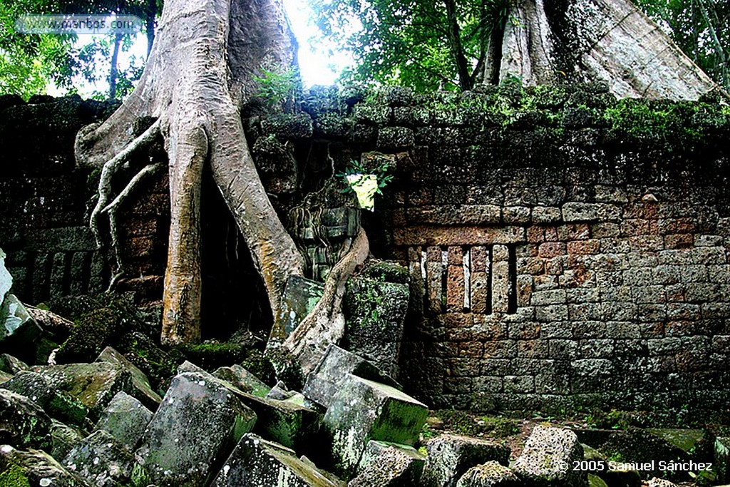 Angkor
Ta Promh Temple
Angkor