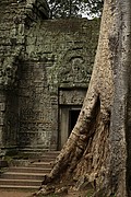 Templo Ta Prohm, Angkor, Camboya