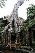 Templo Ta Prohm, Angkor, Camboya