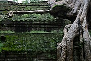 Templo Ta Prohm, Angkor, Camboya