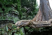 Templo Ta Prohm, Angkor, Camboya