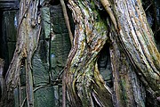 Templo Ta Prohm, Angkor, Camboya