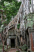 Templo Ta Prohm, Angkor, Camboya