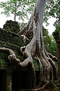 Templo Ta Prohm, Angkor, Camboya